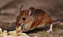 24 Hour & Emergency Exterminators in Morrisville Station, NY